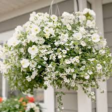 3 great trailing plants for baskets & containers #1 trailing verbena. Hanging Baskets Shop West Coast Gardens South Surrey Bc Hanging Basket Garden Plants For Hanging Baskets Hanging Flower Baskets
