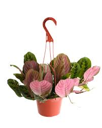 Image result for maranta