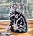 American Shorthair Kittens for Sale | Silver Tabby