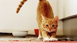 Cat In Heat Signs Symptoms What To Do If Your Cat Is In Heat Cat In Heat Cool Pets Cats