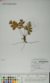 Image result for Adiantum soboliferum