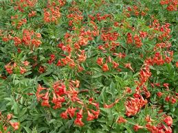 Image result for Tecoma