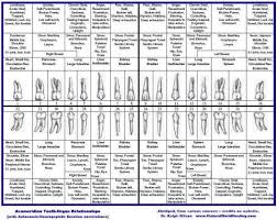 tooth organ acumeridian relationships for more information