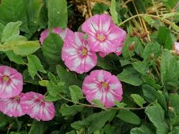 Image result for Ipomoea prismatosyphon