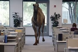 Get a new online auto insurance quote, buy car insurance online, recall old quotes, learn how to save money on auto insurance. Geico S Ad Gives A Camel A Happy Hump Day