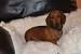 Long Haired Red Miniature Dachshund