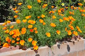 Image result for Eschscholzia californica
