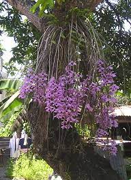 Pin On I Luv U Orchids