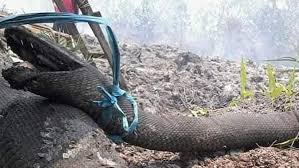 Check spelling or type a new query. Raja Piton Hutan Kalimantan Daftar Ular Terbesar Di Dunia