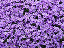 Underline the subjects once and the verbs twice in each of the following sentences. Purple Rock Cress Jigasaw Puzzle On Dailyjigasawpuzzles Net Flowers Violet Flower Botanical Poster