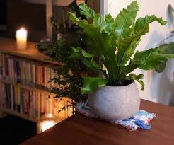アスプレニウムの育て方 観葉植物として長く楽しむコツは Greensnap グリーンスナップ