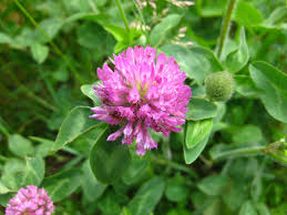 We did not find results for: Red Clover With Yellow Flowers Flix It