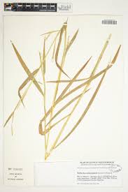 Image result for Poecilostachys oplismenoides