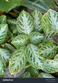 Image result for Episcia reptans