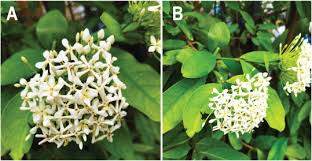 Image result for Belonophora coffeoides