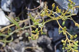 Image result for Thesium thamnus