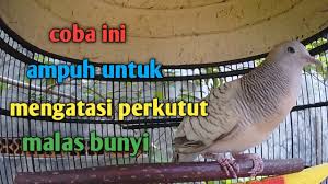 Perkutut katuranggan kalung tempuk = rp 150.000. Suara Perkutut Silver Ampuh Untuk Mengatasi Perkutut Malas Bunyi Jadi Ikut Bunyi Dan Manggung Youtube