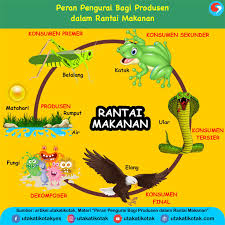 Gambar rantai makanan di sawah, kebun, hutan, sungai, laut, dan manusia. Peran Pengurai Bagi Produsen Dalam Rantai Makanan