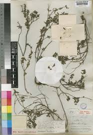 Image result for Otiophora