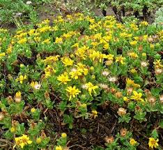 Image result for Heterotis canescens