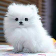 12 are low shedders in the small fluffy dog breeds list. Cute Small White Fluffy Dog Breeds Novocom Top