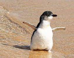 Little Penguins Are Also Called Fairy Penguins And Blue Penguins Cute Penguins Penguins Animals