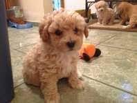Toy Poodle Dogs Pets And Livestock Salt Lake City For Sale Classifieds Ksl Com Dogs For Sale Dogs Poodle Dog