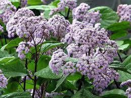 Image result for Bartlettina