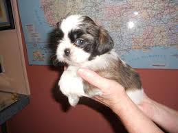 Denimay is a florida shih tzu breeder akc inspected & in compliance with akc rules and regulations. Shih Tzu Puppies For Sale In Lakeland Florida Classified Hoodbiz Org