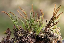 Image result for Grammitis