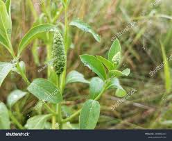 Image result for Sphenoclea