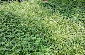 Image result for Carex mannii