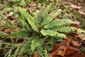 Image result for Blechnum attenuatum