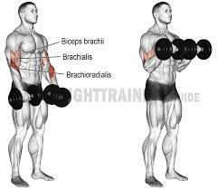 Mais, il fait également travailler le brachial antérieur et les. Comment Effectuer Le Curl Halteres Prise Pronation Musculation Biceps Musculation Musculation Bras