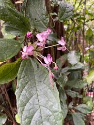 Image result for Clerodendrum capitatum