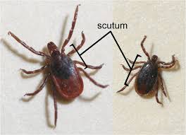 A mark ( ) that shows that something is correct or has been done: Ticks Umn Extension