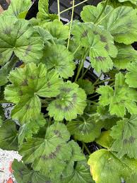 Image result for Pelargonium alchemilloides