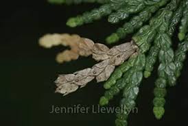 Image result for argyresthia thuiella thuja symptoms