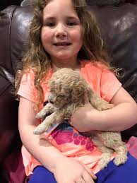 CKC Toy poodles 1 small cream male, 2 females apricot. Hortense Ga