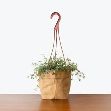 Image result for Pilea johnstonii