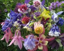 Image result for Aquilegia vulgaris `Tower Mix`