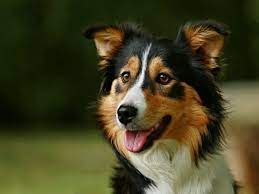 Check spelling or type a new query. Tricolor Border Collies An Ultimate Guide All Things Dogs All Things Dogs