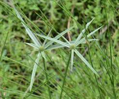 Image result for Cyperus derreilema
