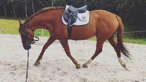 Either connected to a lunge line or free lunging in a round pen, a lunging horse stays moving in a circle at a pace and direction determined by the trainer 's. How I Lunge My Horses V Important Part Of Flatwork Guyys Youtube