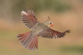 Check spelling or type a new query. Pin On Cardinal Birds