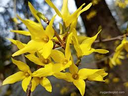 Trees, bushes, shrubs are wearing their most colorful clothes, like these yellow forsythia bushes. Forsythia Shrub How To Grow And Prune Forsythia