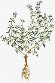 Qu'il s'agisse d'animaux, de paysages ou de personnages connus, nous nous efforçons de proposer un maximum de tutos écrits. Thym Herbe Dessin Png Thym Herbe Dessin Transparentes Png Gratuit