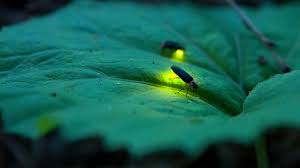 The reddit for everything in the verse! Life Cycle Of Fireflies And Lightning Bugs
