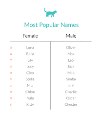 Playful pun dog names · jimmy chew · jimmy kibble · beau dacious · koby teeth · reeses puppycups · casper the friendly dog · baby boomer · buzz pawldrin . What Are The Most Common Pet Names Nom Nom