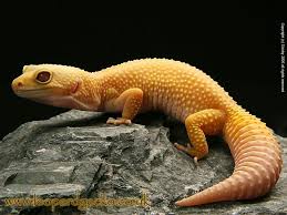 Download the perfect leopard pictures. Leopard Gecko Wallpapers Wallpaper Cave